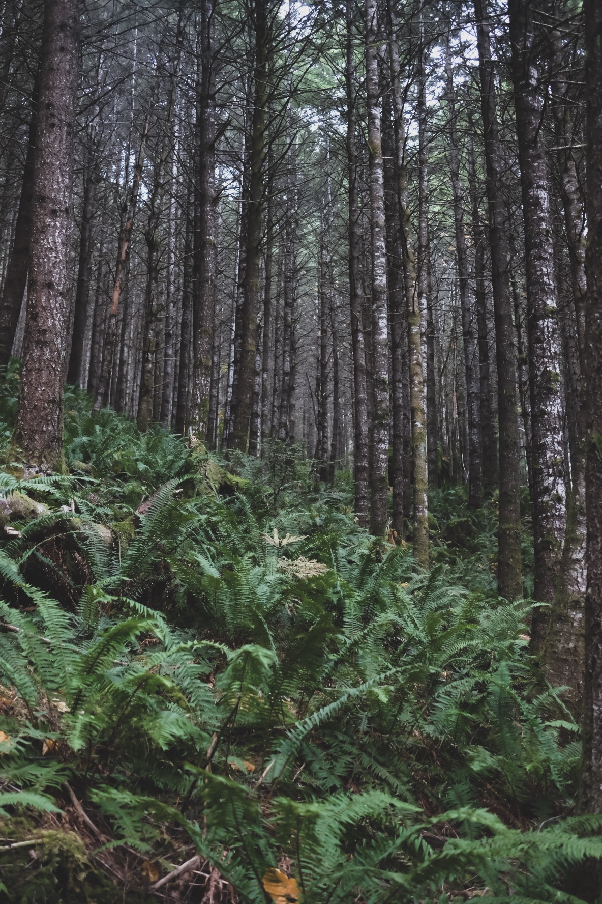 These Woods, Them Ferns of Squamish