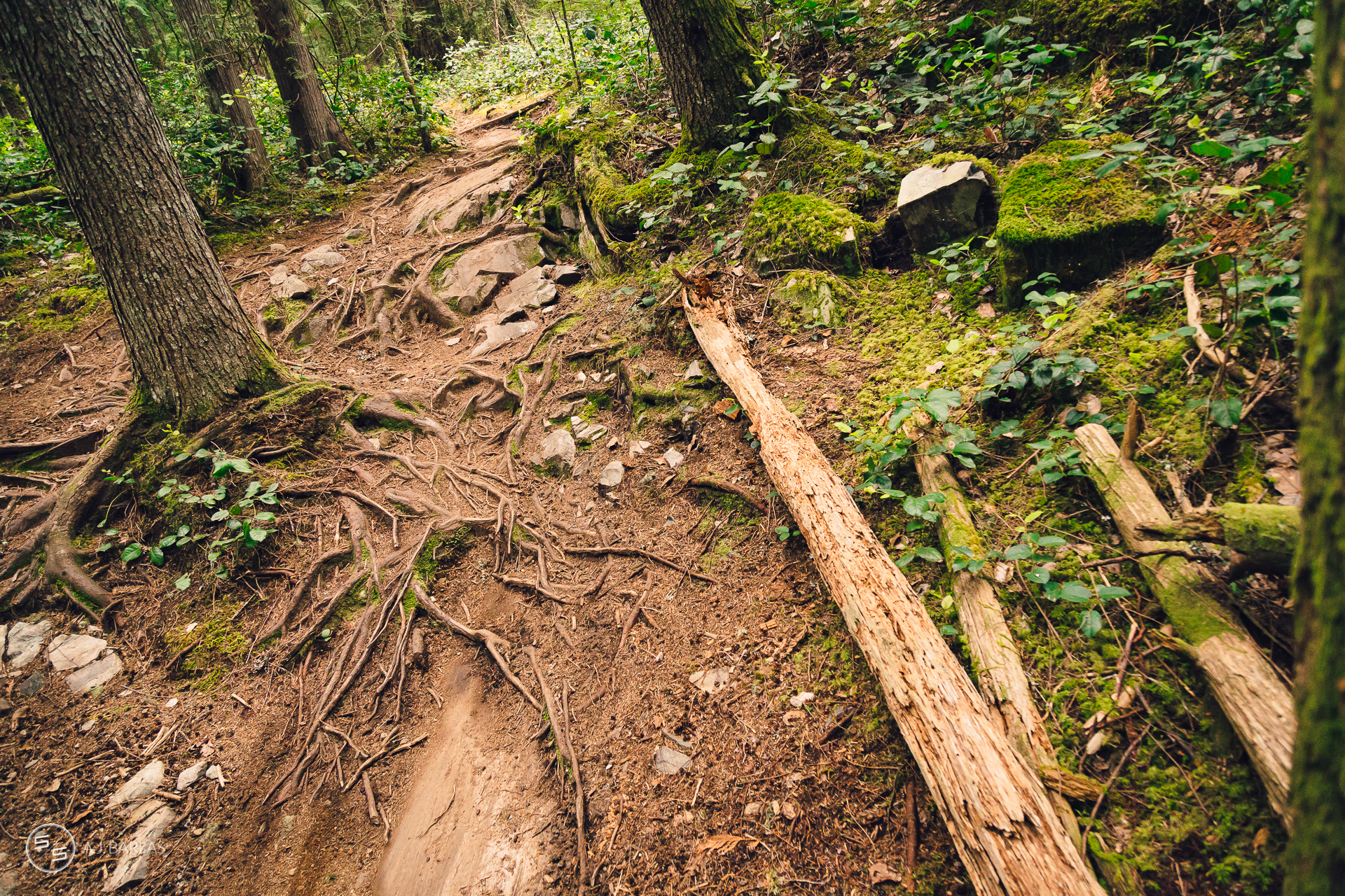 Perfect trail conditions on Crouching Monkey, Squamish